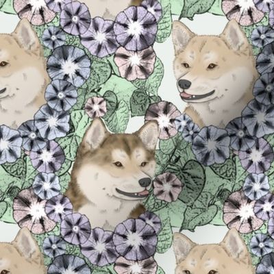 Floral cream Shiba Inu portraits