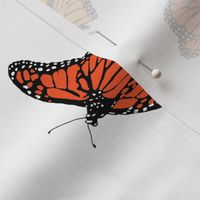 Classic Monarch Butterflies on White