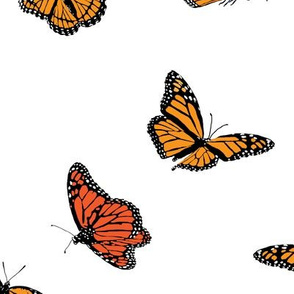 Classic Monarch Butterflies on White