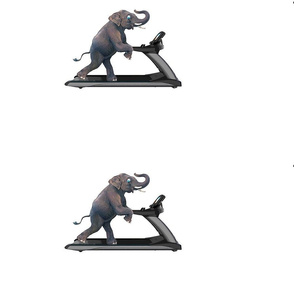 elephant on treadmill