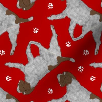 Trotting Wirehaired pointing Griffon and paw prints - red