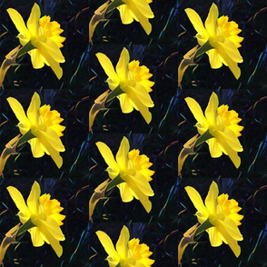 Daffodil Magic - medium