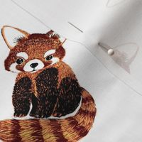 red panda graphit