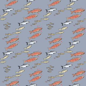 Salmon on Gray