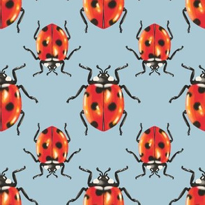 Ladybird Ladybird - medium