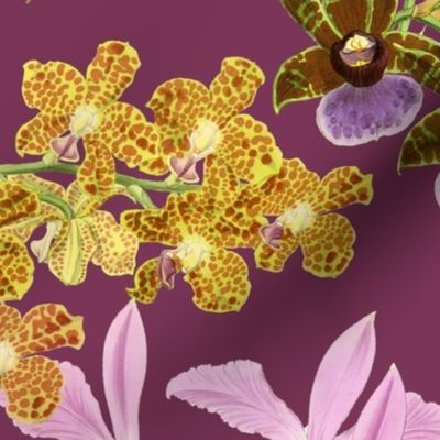 Botanist's Orchids on Merlot 150