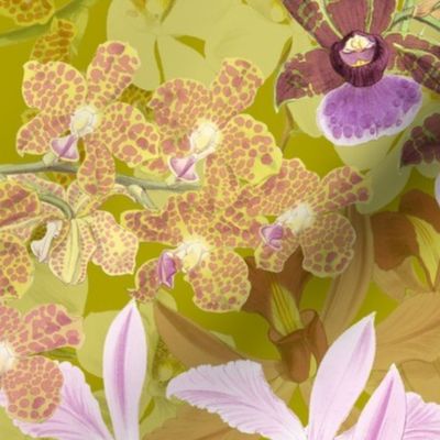 Botanist's Orchids II on Olive 150