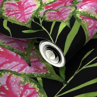 19-10ab Hot Pink Green Leaves Flower Plant  Stripe