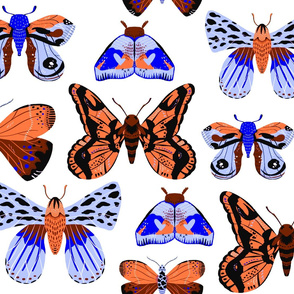 Pretty Moths -  Larger Scale Blue and Orange on White background