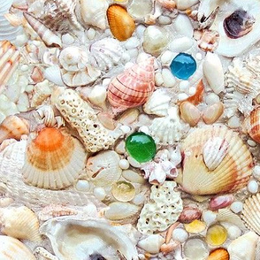 Sanibel Shells 