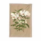 Dendrobium Jamesianum Tea Towel 150