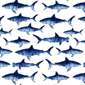 sharks - blue LAD19