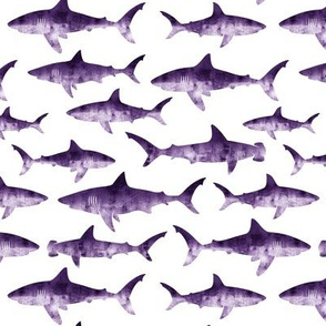 sharks - purple LAD19
