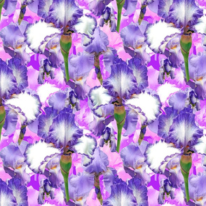 Blooming irises