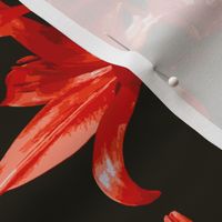 Red Lily Paint by Numbers