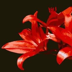 Red Lily Paint by Numbers