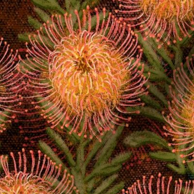 Pincushion Proteas on black canvas 24”