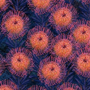 Pincushion Proteas on navy canvas 12”