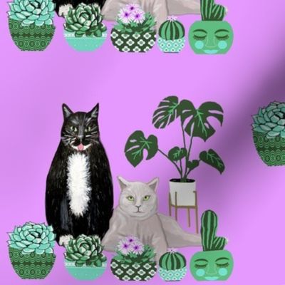 cats, monstera , succulents and cacti on lavender