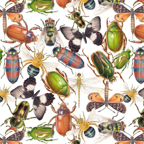 Australian Insect Collage 2