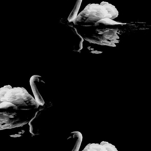 Large scale // Swans on the lake with reflections