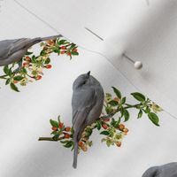 Season's Delight - Grey Shrike-thrush #1 - white (small) 