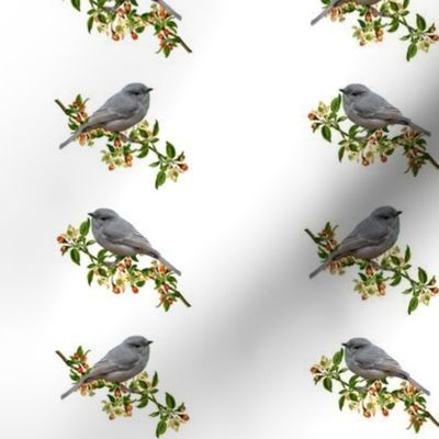 Season's Delight - Grey Shrike-thrush #2- white (small) 