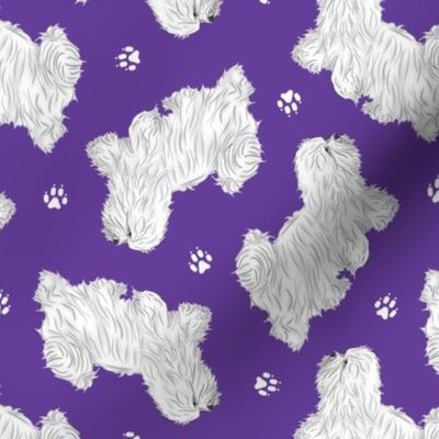 Trotting Coton de Tulear and paw prints - purple