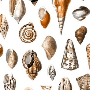 shells coral sand