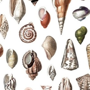 shells vintage colors