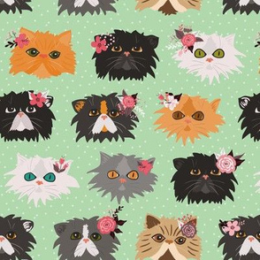 Fancy Persian Cats - Mint