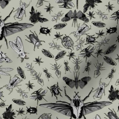 Insects Grayscale