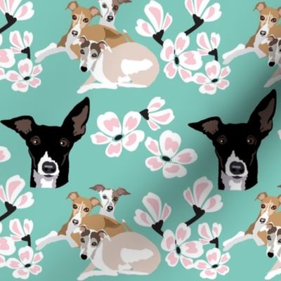 small print // 4 Rescue Greyhound Dogs  and Pink Cherry Blossoms on Teal background dog fabric