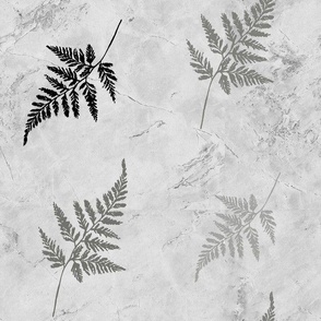 Fossil Ferns