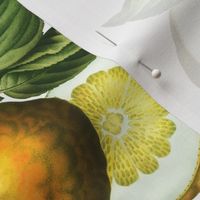 18" Delicious Vintage Citrus Fruit Pattern White