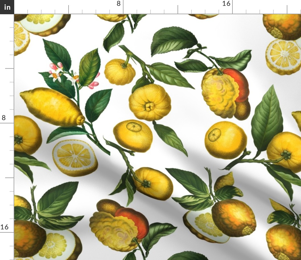 18" Delicious Vintage Citrus Fruit Pattern White