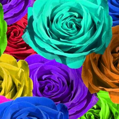 Rainbow Roses #1