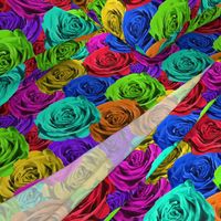 Rainbow Roses #1