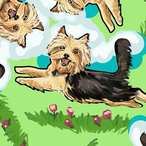 Yorkshire Terrier Twirl