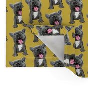 French Bulldog puppy, grey on mustard yellow