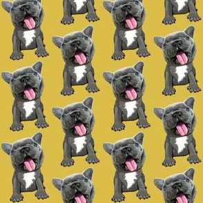 French Bulldog puppy, grey on mustard yellow