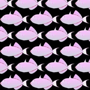 Black Durgon Triggerfish in pinks