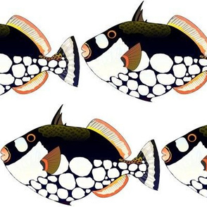 Clown Triggerfish 