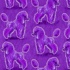 Custom Purple Poodles on Purple