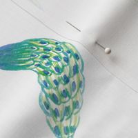 Peacock