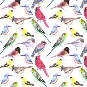 Various birds watercolor- budgie cardinal goldfinch titmouse kingfisher cedar waxwing juncos