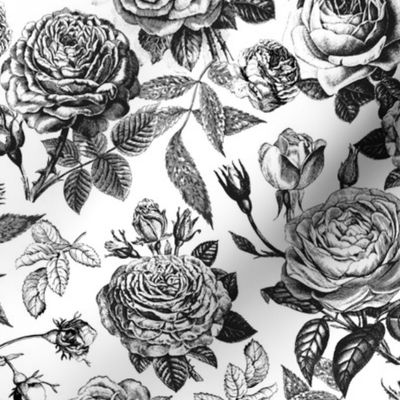Vintage Redoute Rose Pattern Black And White