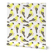 American goldfinch or Spinus tristis bird seamless watercolor birds painting 