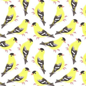 American goldfinch or Spinus tristis bird seamless watercolor birds painting 