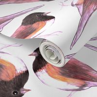 Dark eyed junco birds watercolor